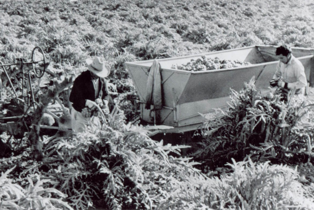 Artichoke festival pickers history