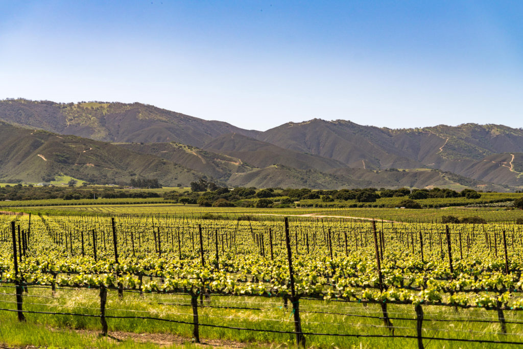 Monterey County Vineyards